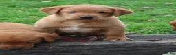 Labrador Retriever dogs for sale: Tassle - Ad 6