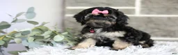 Maltipoo dogs for sale: Cove - Ad 11
