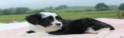 Mini Aussiedoodle dogs for sale: Mini Aussiedoodle 3 - Ad 2