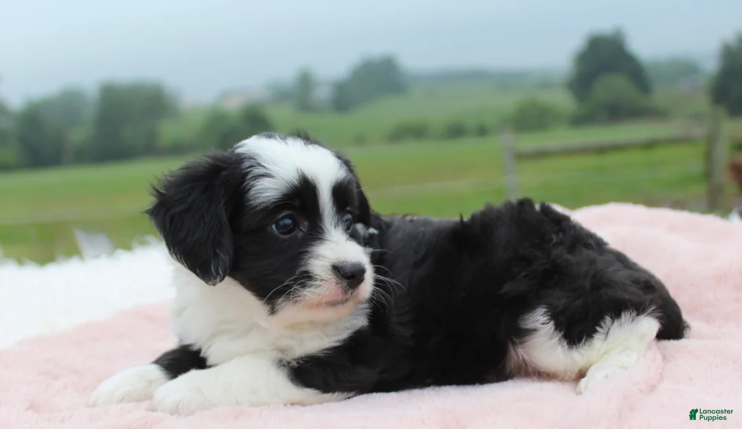 Mini Aussiedoodle dogs for sale: Mini Aussiedoodle 3 - Ad 2