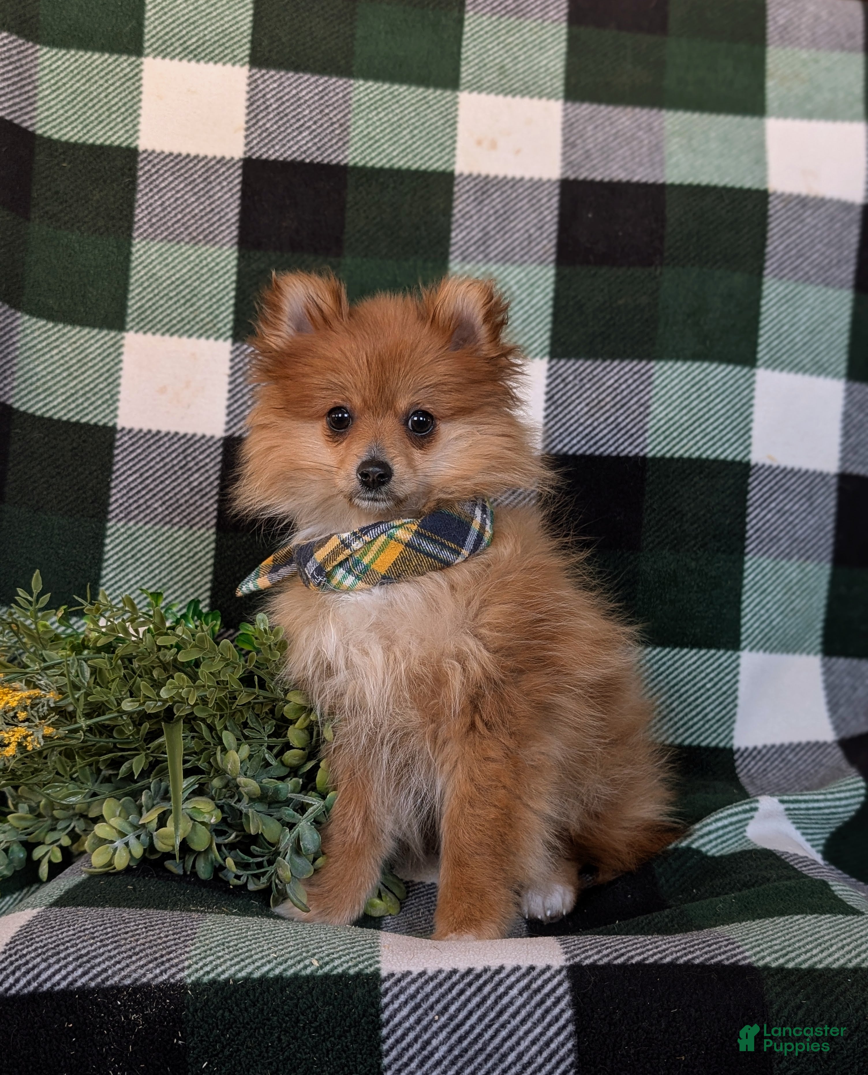 Pomeranian dogs Conway - Ad 2
