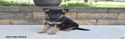 German Shepherd dogs for sale: Bella   - Ad 4