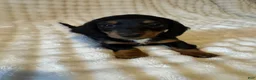 Miniature Dachshund dogs for sale: Long haired mini *Tiny* - Ad 5
