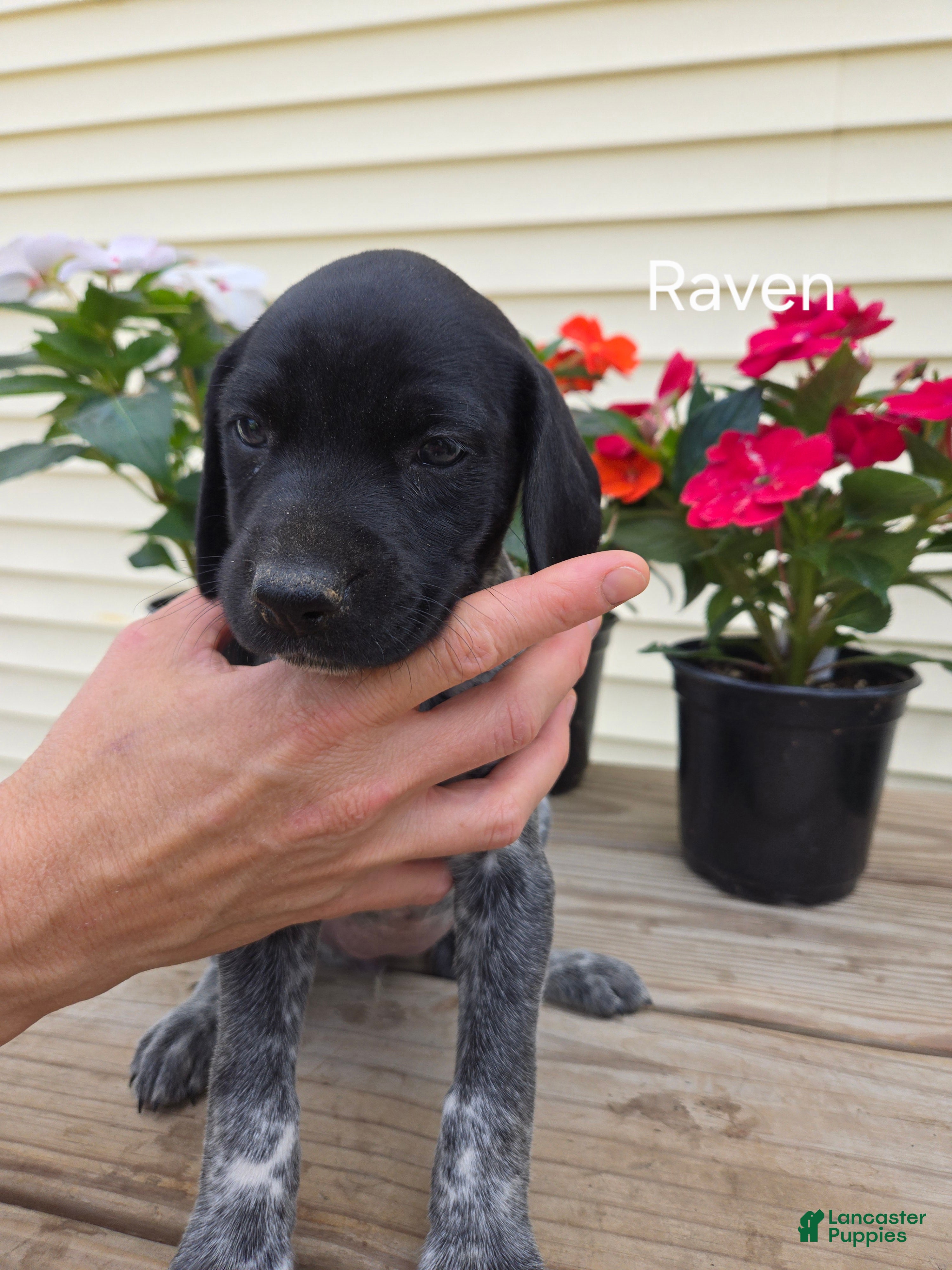 German Shorthaired Pointer dogs Raven - Ad 2