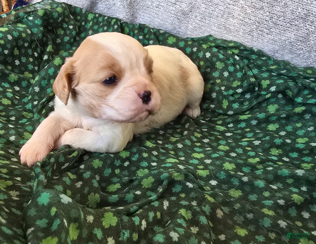 Cavalier King Charles Spaniel dogs for sale: Evan - Ad 1