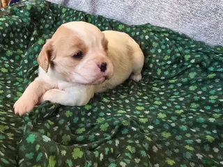 Cavalier King Charles Spaniel dogs Evan - Ad 42