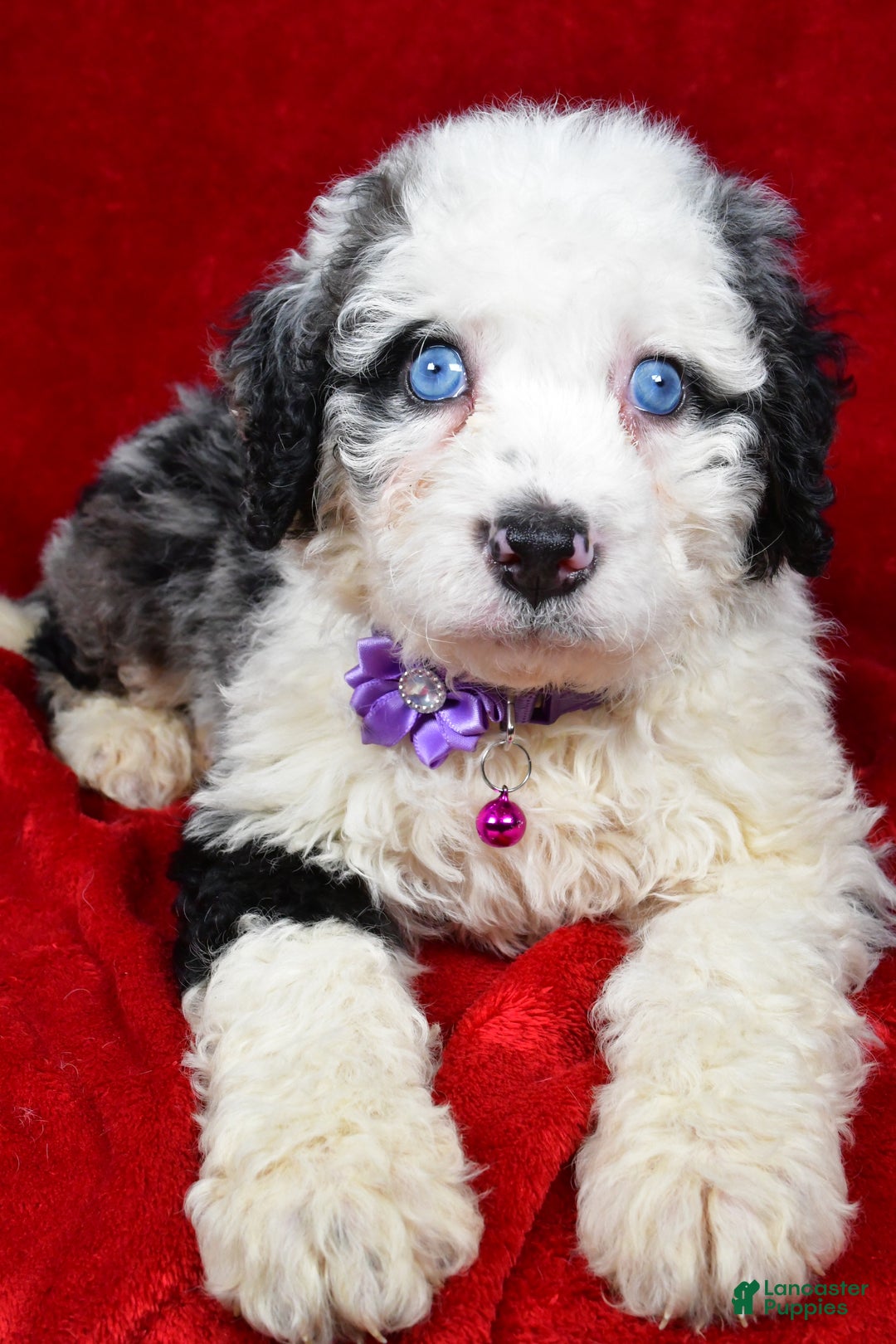 Mixed Breed dogs for sale: Candy - Ad 4