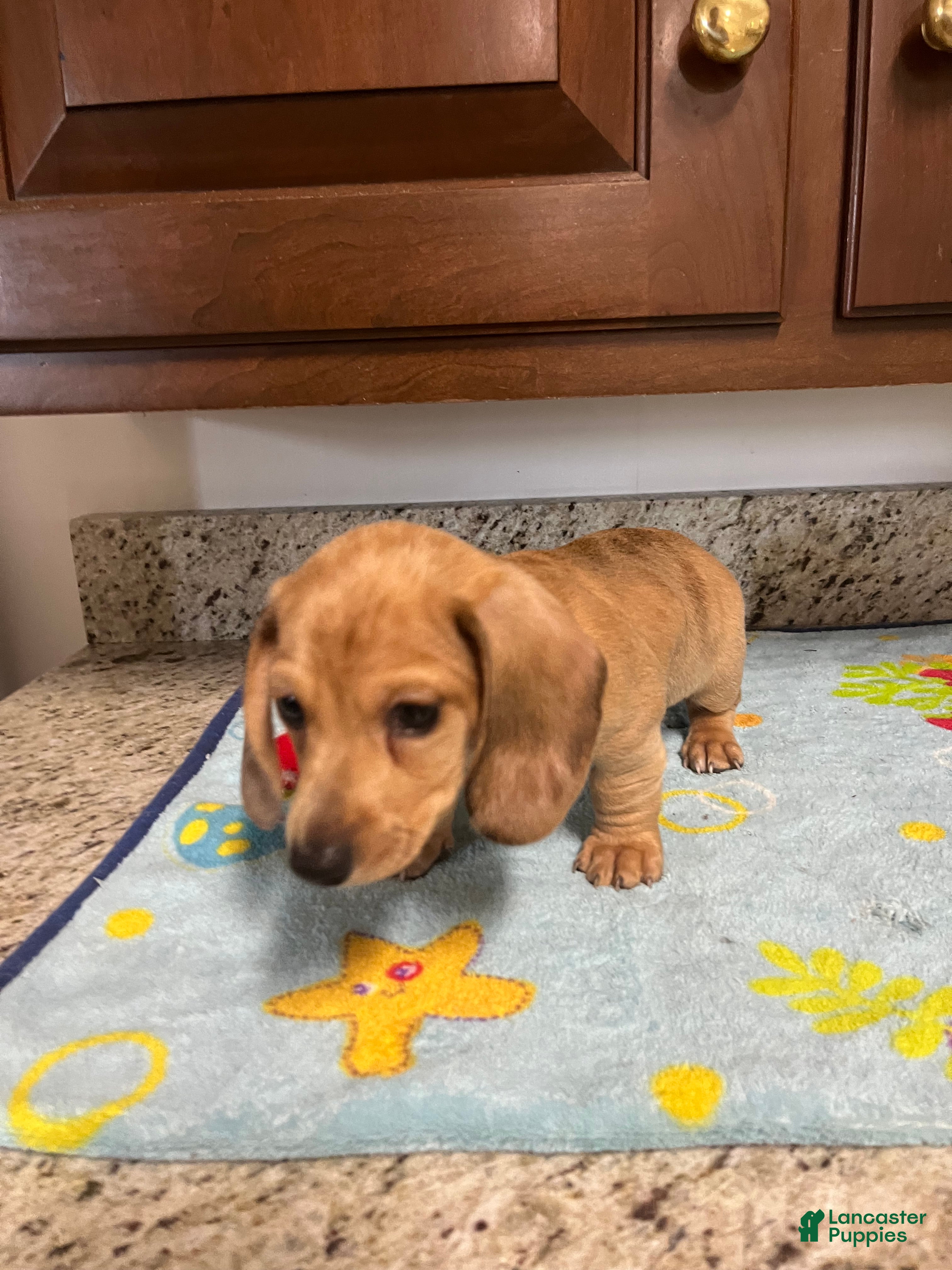 Miniature Dachshund dogs Ansh  - Ad 2