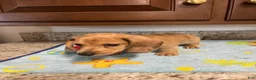 Miniature Dachshund dogs for sale: Ansh  - Ad 2