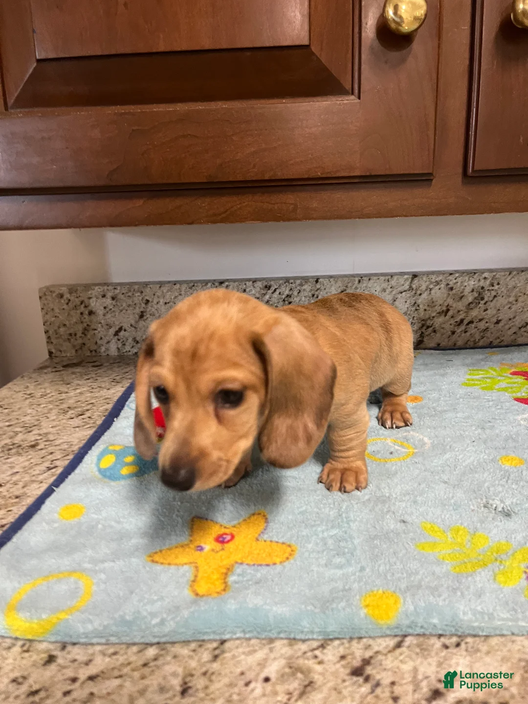 Miniature Dachshund dogs for sale: Ansh  - Ad 2