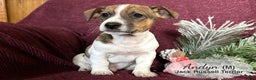 Jack Russell Terrier dogs for sale: Andyn - Ad 3