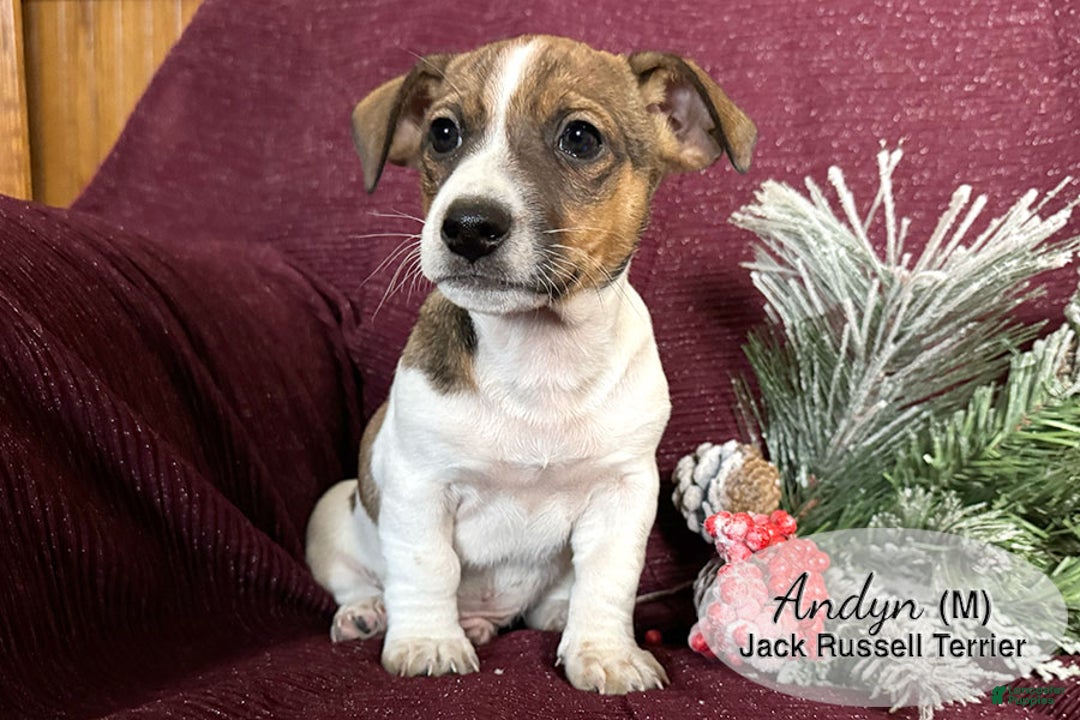 Jack Russell Terrier dogs for sale: Andyn - Ad 3