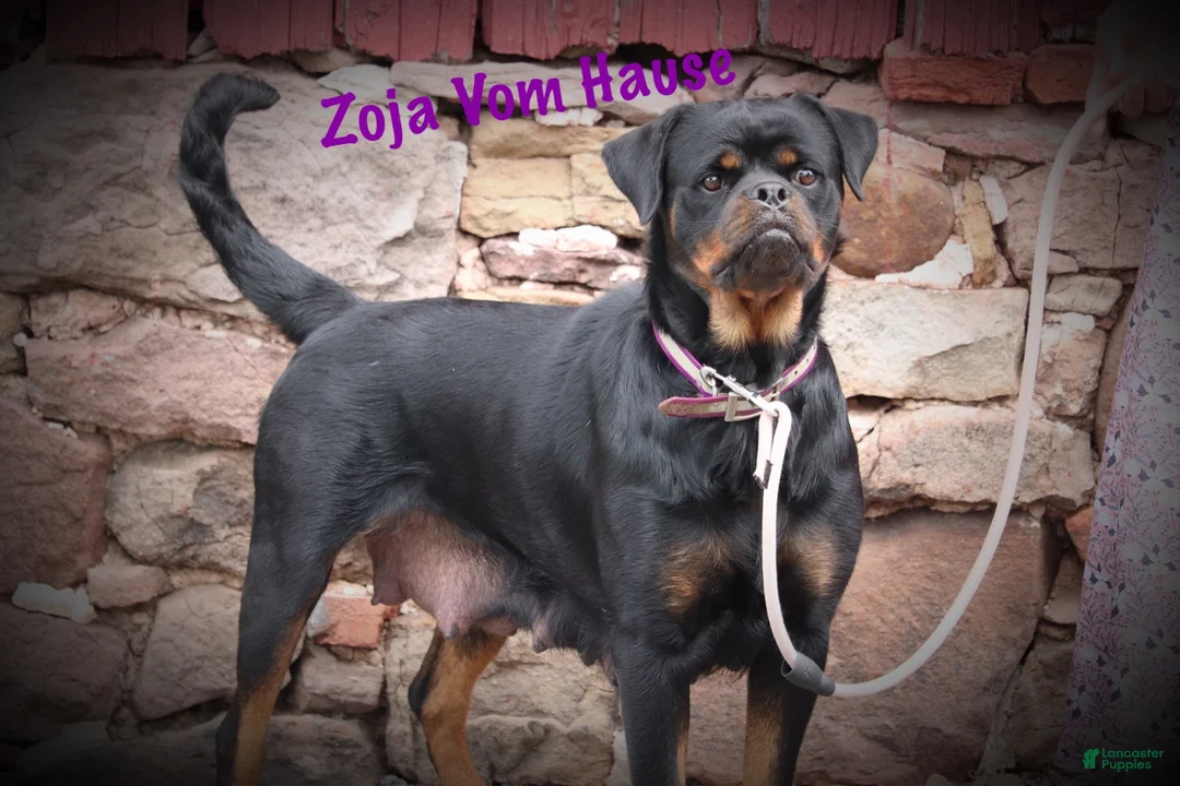 Rottweiler dogs for sale: Zarko w LONG TAIL  - Ad 8