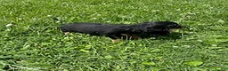 Miniature Dachshund dogs for sale: Apple - Ad 3