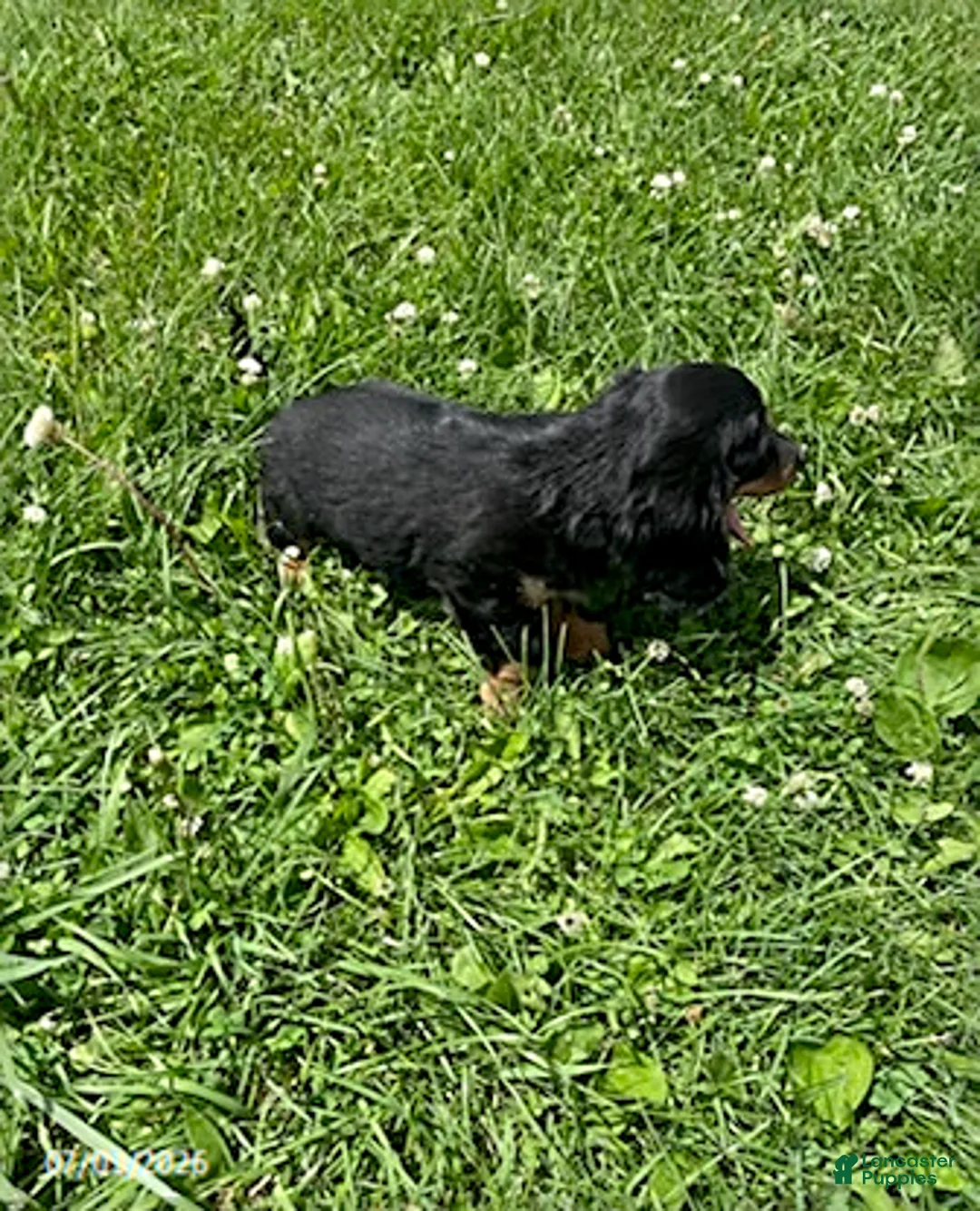 Miniature Dachshund dogs for sale: Apple - Ad 3