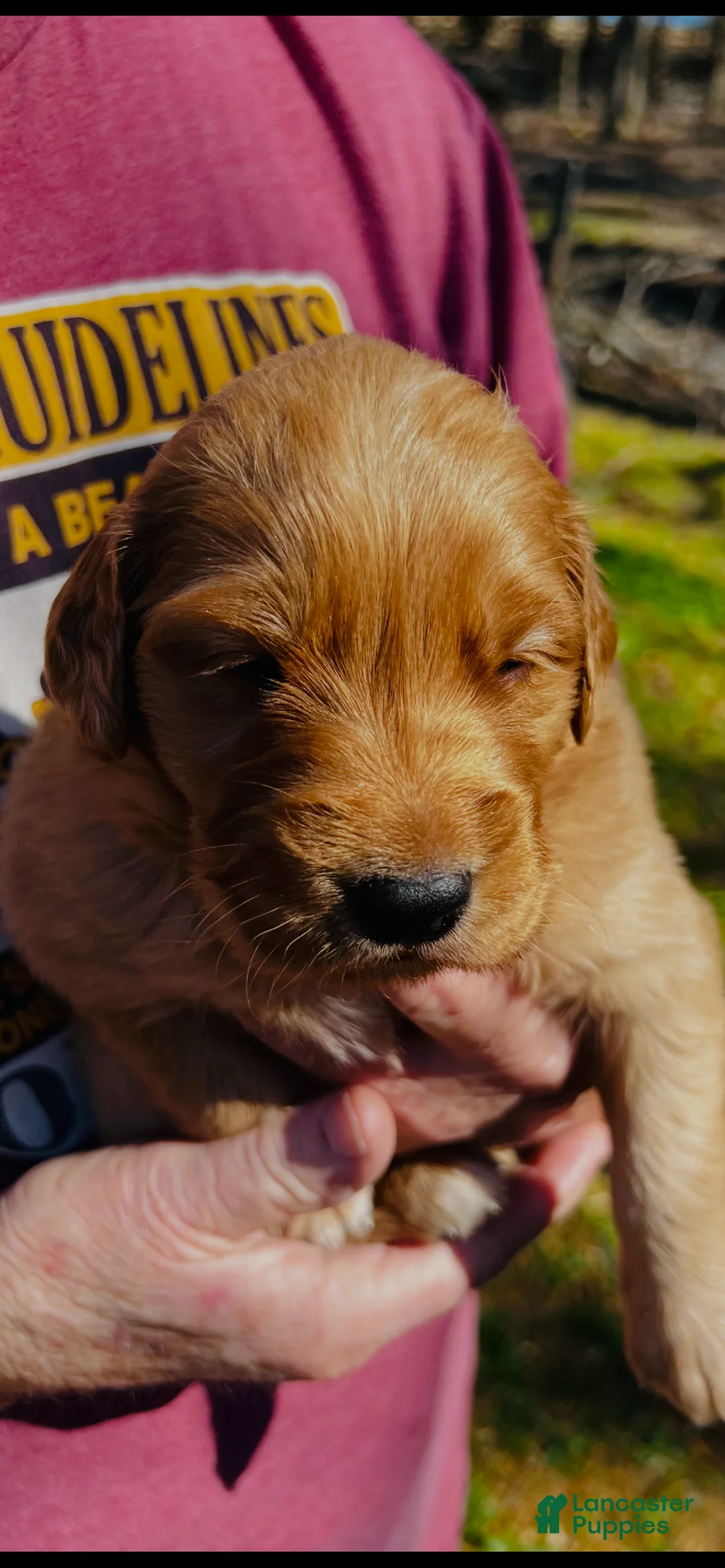 Golden Retriever dogs for sale: Golden Retriever Puppy 2 - Ad 1