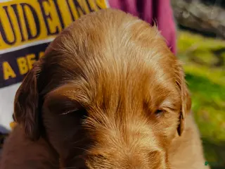 Golden Retriever dogs Golden Retriever Puppy 2 - Ad 18