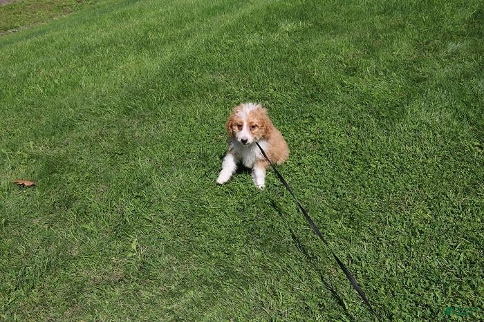 Mini Bernedoodle dogs Mini Bernedoodle 3 - Ad 1