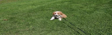 Mini Bernedoodle 3
