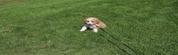 Mini Bernedoodle dogs for sale: Mini Bernedoodle 3 - Ad 1