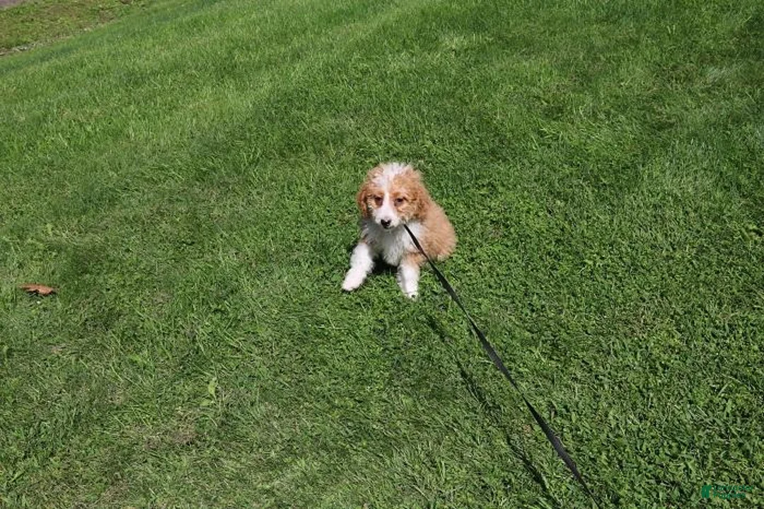 Mini Bernedoodle dogs for sale: Mini Bernedoodle 3 - Ad 1