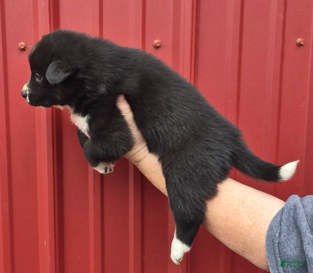 Mixed Breed dogs for sale: Mixed Breed 4 - Ad 2