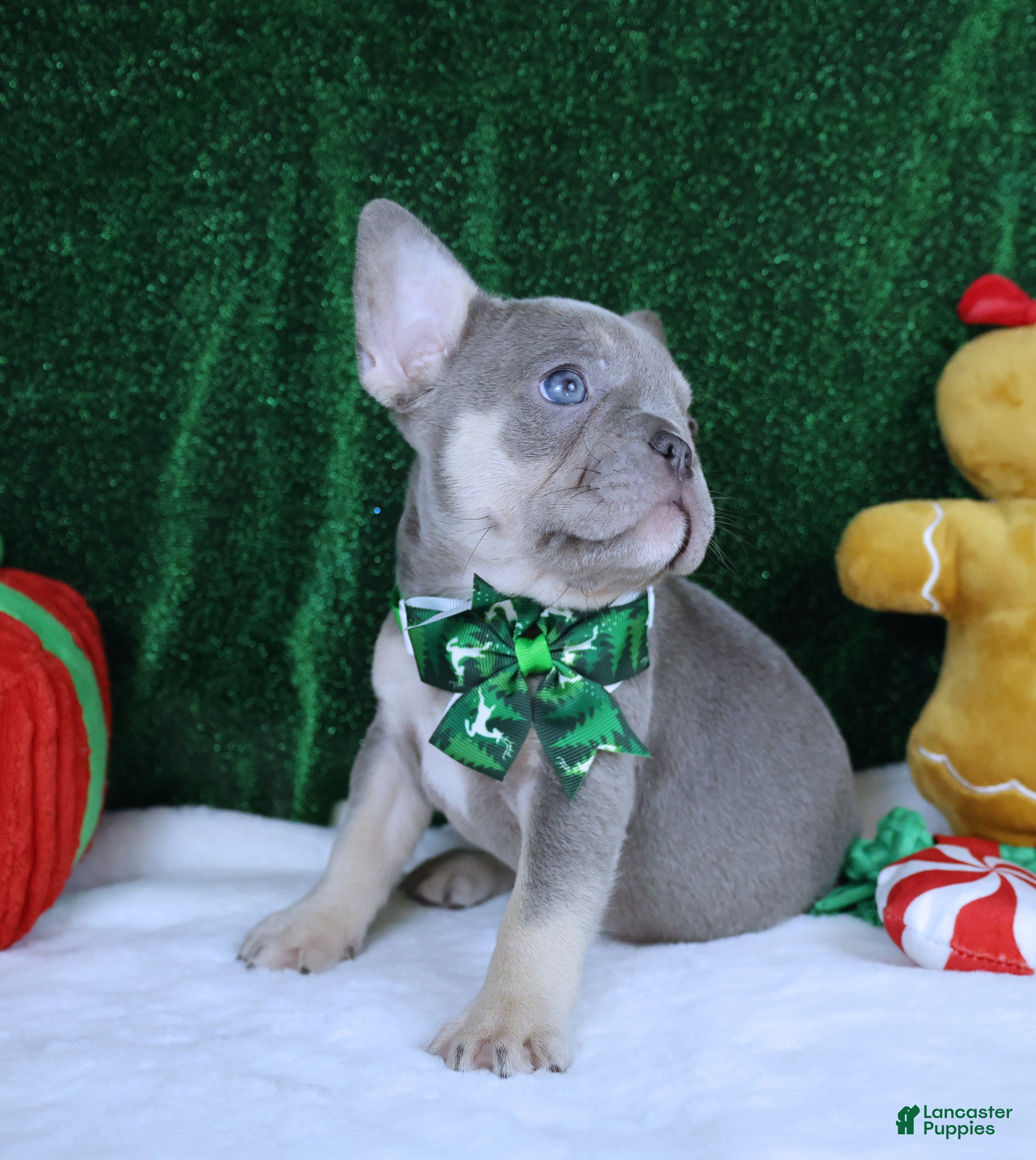 French Bulldog dogs Lila Health Tested Parents  - Ad 1