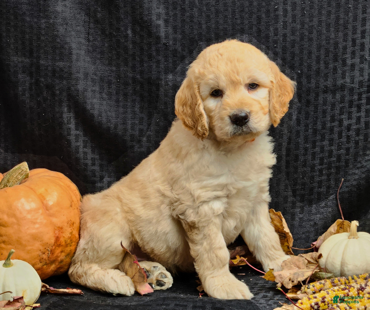 Goldendoodle dogs Mochi Bear  - Ad 1