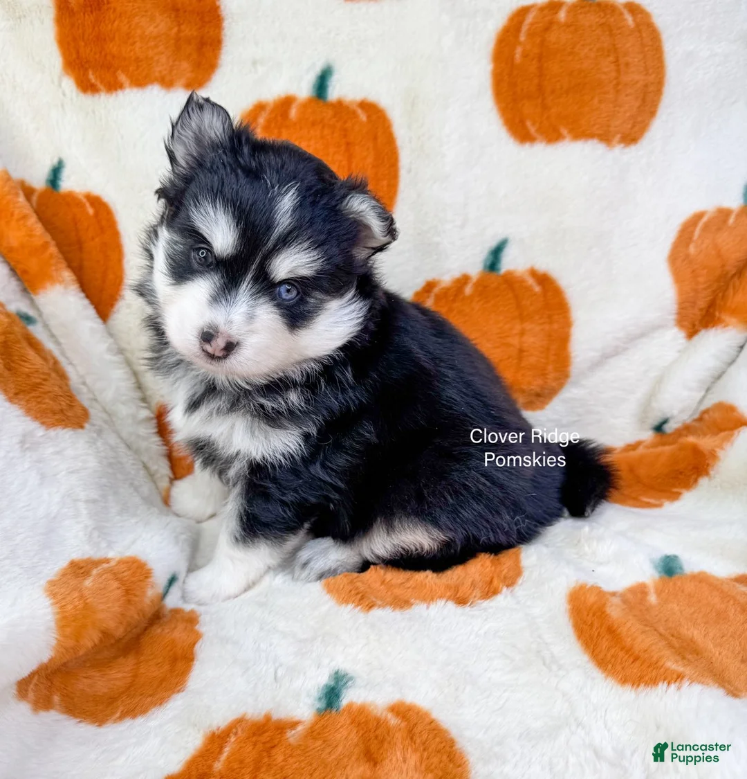 Pomsky dogs for sale: Revena - Ad 1