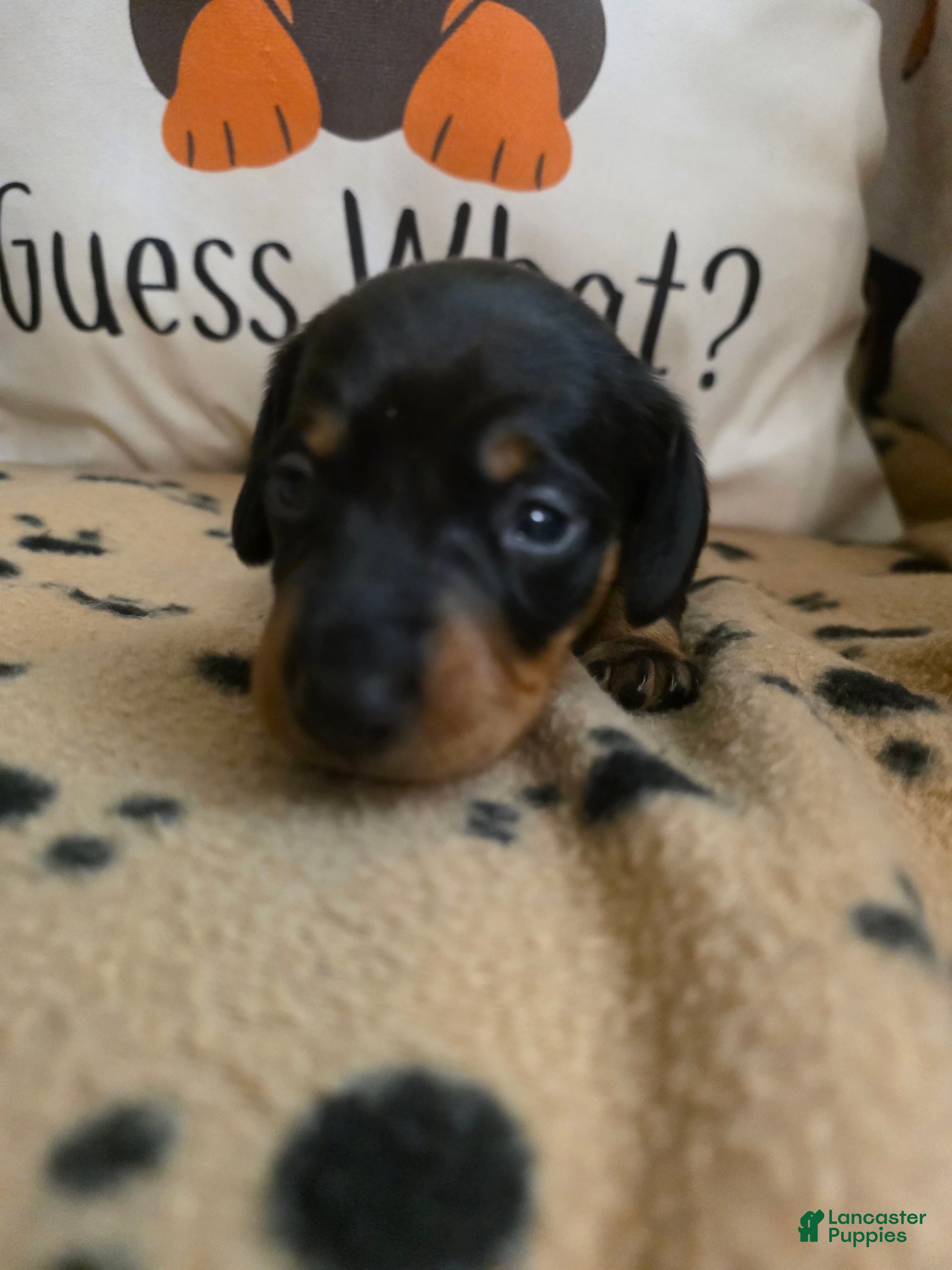 Miniature Dachshund dogs Ernie - Ad 1