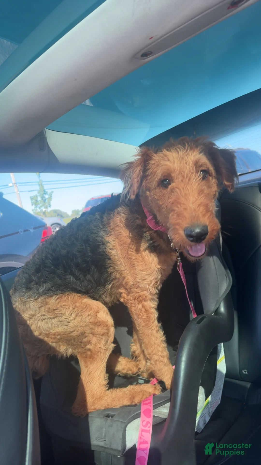 Airedale Terrier dogs for sale: Airedale Terrier adult - Ad 5