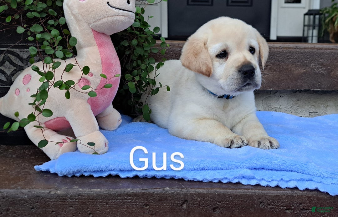 Gus for sale in Westminster Lancaster Puppies