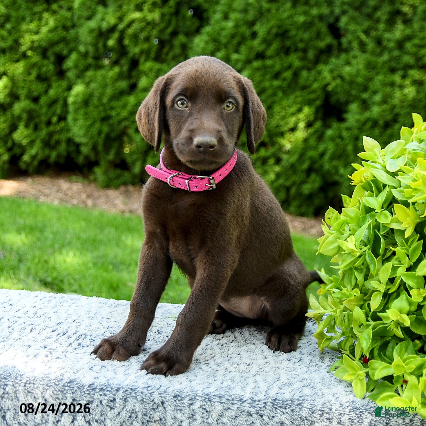 Labrador Retriever dogs Raven - Ad 2