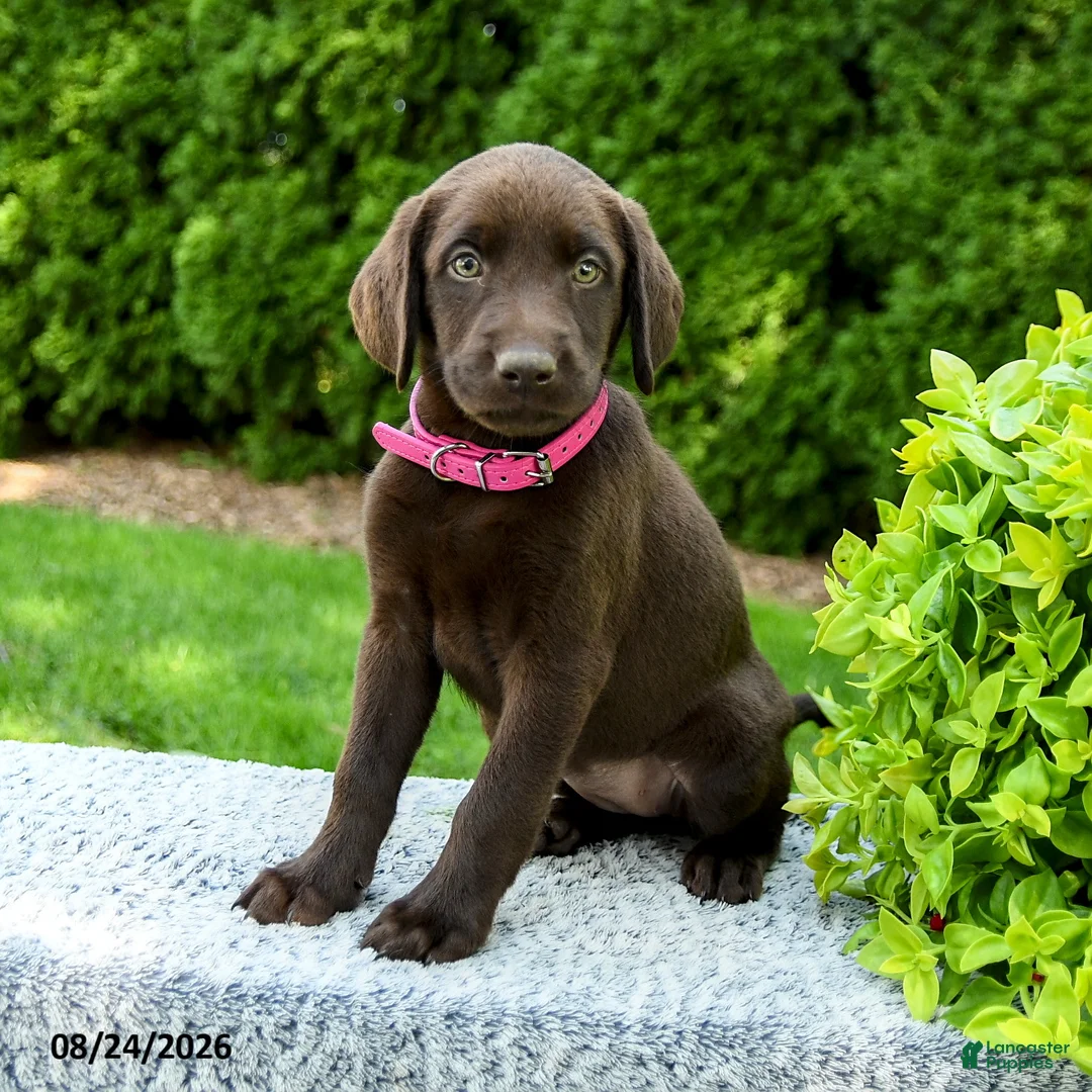Labrador Retriever dogs for sale: Raven - Ad 2