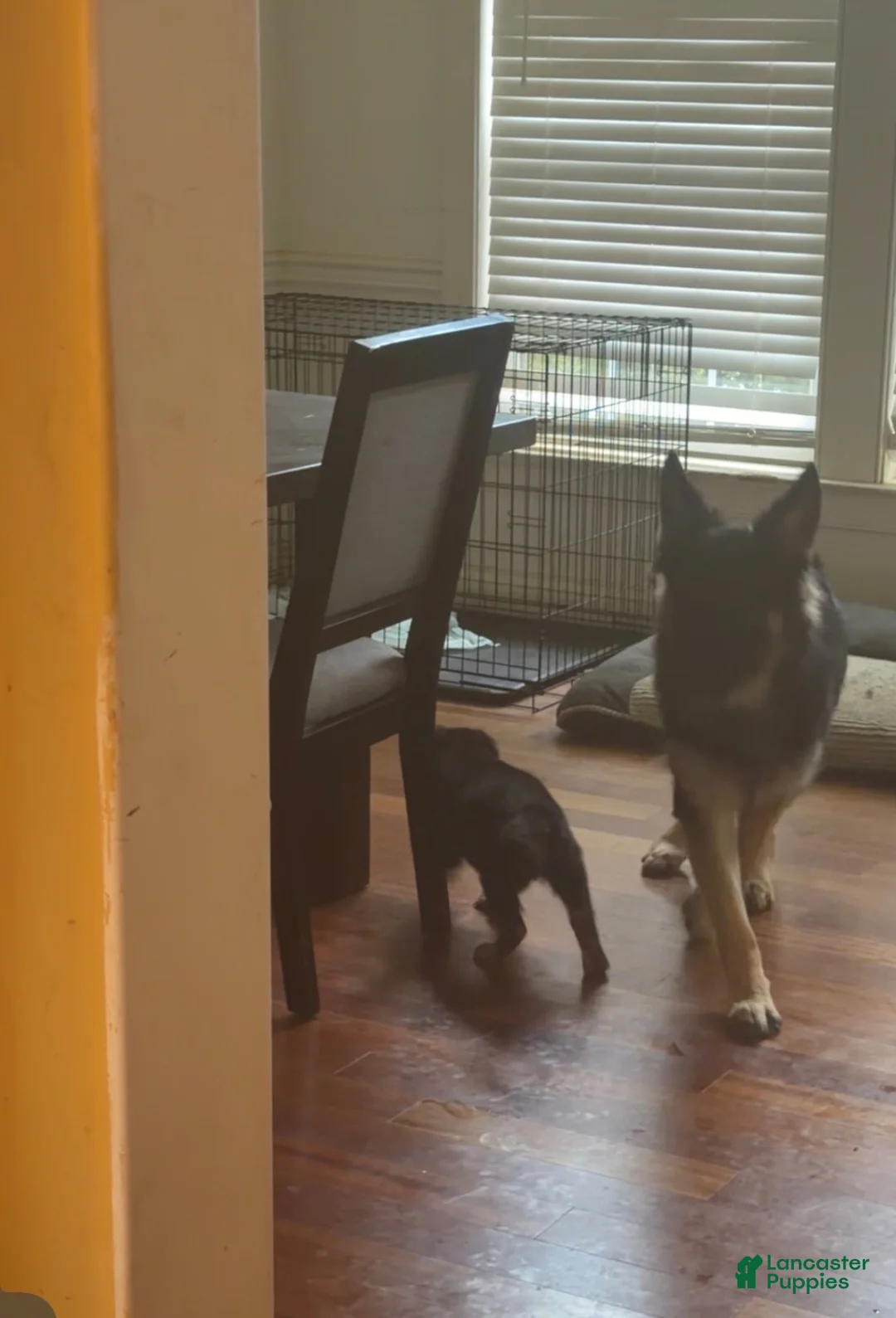 German Shepherd dogs for stud: Keystone Shepherds Long Hair Stud - Ad 10