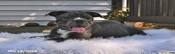 Frenchton dogs for sale: Rufus - Ad 7