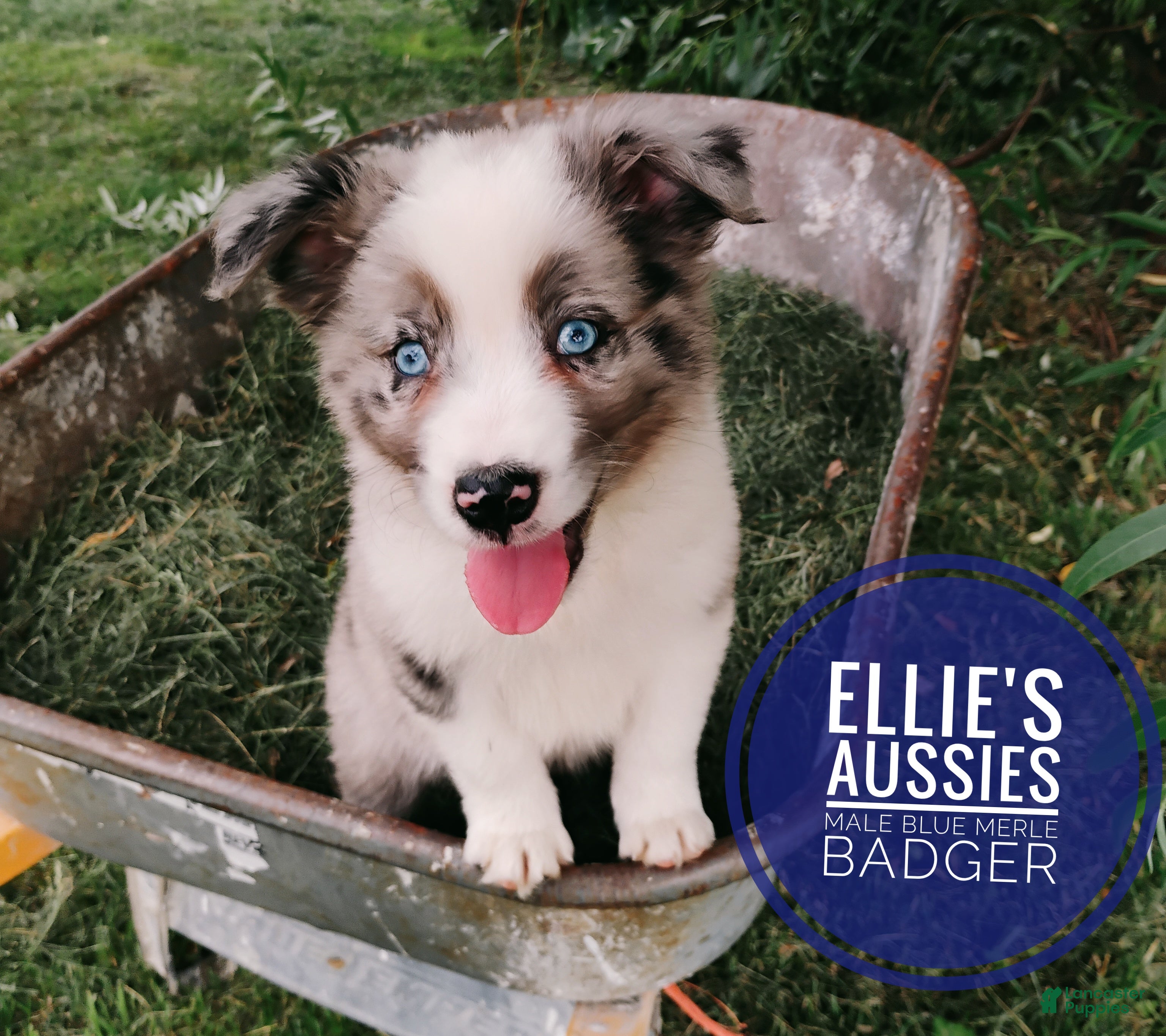 Miniature Australian Shepherd dogs Badger  - Ad 2