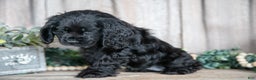Cocker Spaniel dogs for sale: Diana - Ad 3
