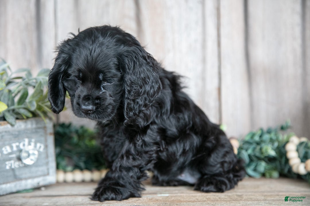 Cocker Spaniel dogs for sale: Diana - Ad 3