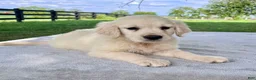 Golden Retriever dogs for sale: Gunner - Ad 3