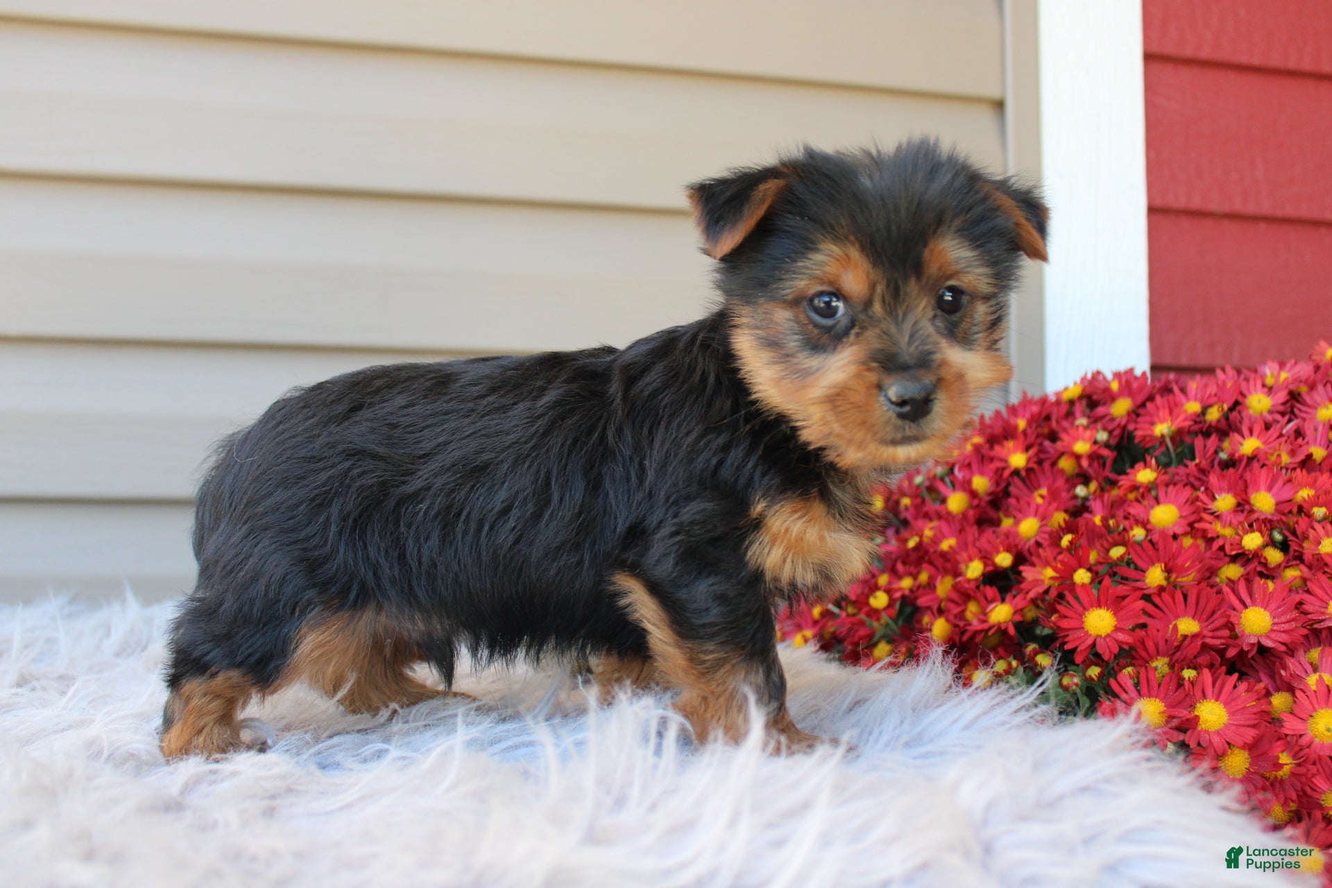 Yorkshire Terrier dogs for sale: Dreamer - Ad 1
