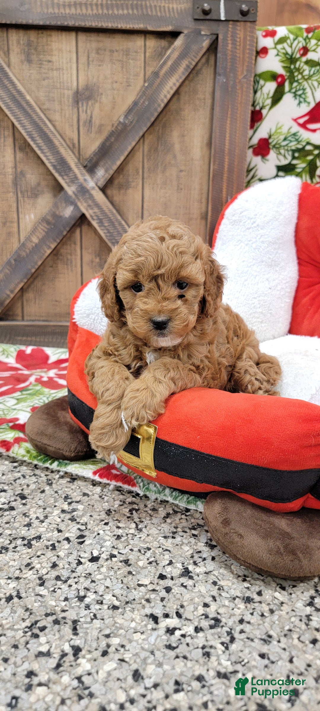 Cavapoo dogs for sale: Santa - Ad 7
