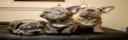 French Bulldog dogs for sale: LAZARUS - Ad 2