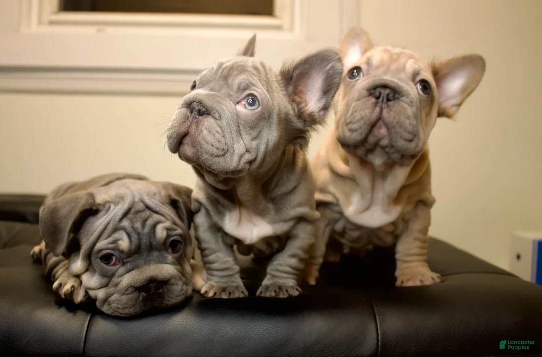 French Bulldog dogs for sale: LAZARUS - Ad 2