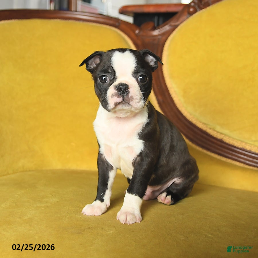 Boston Terrier dogs Shiloh - Ad 1