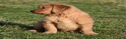 Golden Retriever dogs for sale: Bingo    Genetic/OFA - Ad 6