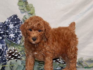 Miniature Poodle dogs Quest - Ad 31