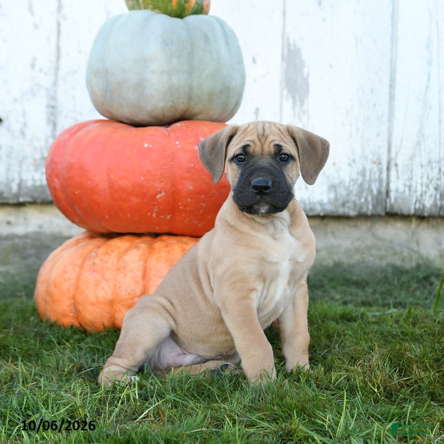 Cane Corso dogs Meatloaf - Ad 1
