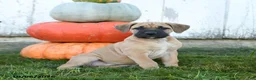 Cane Corso dogs for sale: Meatloaf - Ad 1