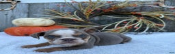 English Bulldog dogs for sale: Sage - Ad 14